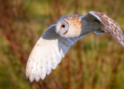 英雄联盟总决赛赛程-篮网围猎老鹰，武切维奇一柱擎天，定鼎全面压制