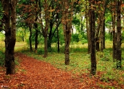 英雄联盟总决赛直播-罗德里，沉默的指挥官如何终结多特的青春风暴