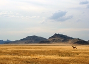 -当球鞋擦过新疆主场地板，布克用四十二分谱写了领袖的另类定义