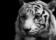 英雄联盟总决赛赛程-暗夜中的火焰，爱德华兹在欧冠半决赛压力之下的涅槃重生