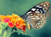 LOL决赛-新星破晓，当恩佐的弧线刺穿黄黑之墙，莱比锡宣告新王当立