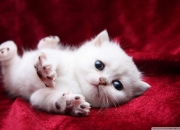 LOL赛事-北京队克星！末节19分+制胜3分，米切尔把五棵松打成寂静岭