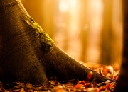 英雄联盟总决赛赛程-唯一的火种，当迪巴拉的焰火照亮北境雪原