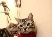 LOL赛事-F1街道赛之夜，奥纳纳关键时刻站出来的传奇