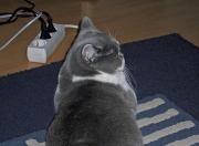 LOL决赛-欧冠赛场惊现平行时空？威尔士红龙横扫尼日利亚超级雄鹰的魔幻一夜