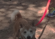 英雄联盟总决赛赛程-双城记，当英格兰单节的团队风暴，遇见厄德高接管的个人魔法