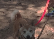 英雄联盟总决赛赛程-双城记，当英格兰单节的团队风暴，遇见厄德高接管的个人魔法