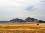 英雄联盟总决赛2025-广东队一波带走热火，哈利伯顿为何成了关键先生？