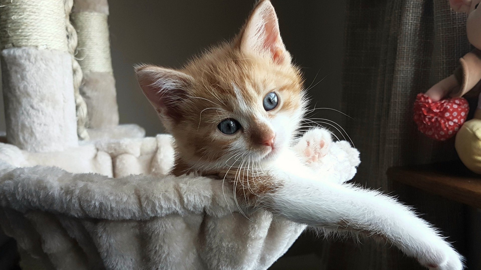 虚拟世界的球场与赛道,当威尔士决胜皇马,黄喜灿在F1揭幕战接管比赛