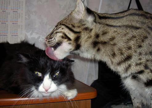 暗夜破晓，世界排名争夺战的黎明前奏