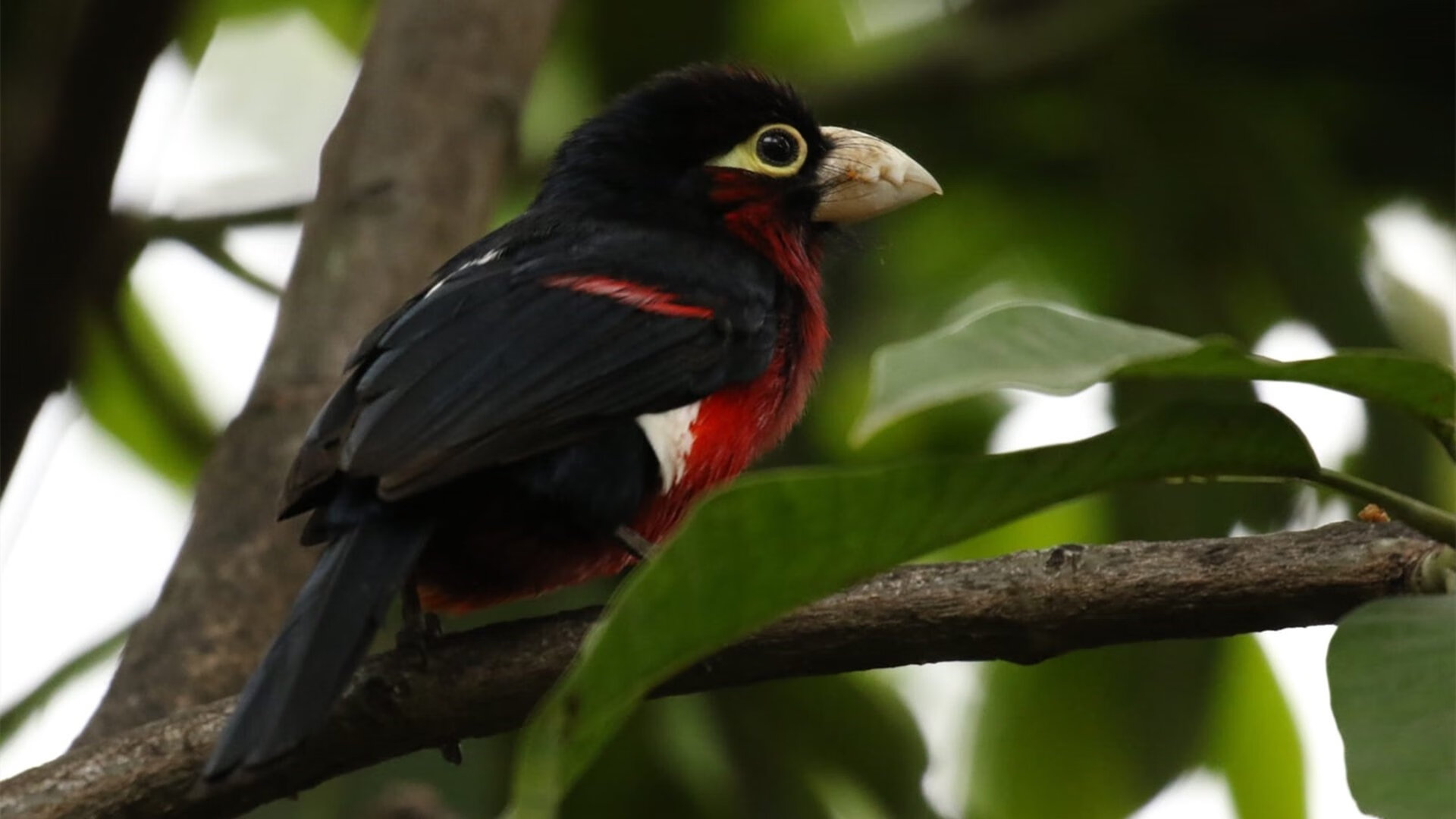 存在感拉满，奥亚尔萨瓦尔的唯一性表演引领加拿大加时取胜埃及