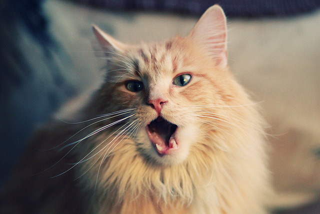 西决生死战?平行世界破壁!NBA步行者历史首遇CBA深圳队