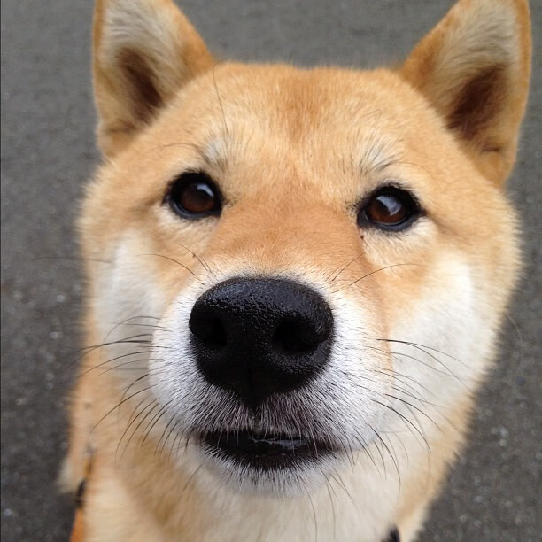 东岸意志响彻天空，德意志抉择掷地有声，当唯一性在最后一刻被定义