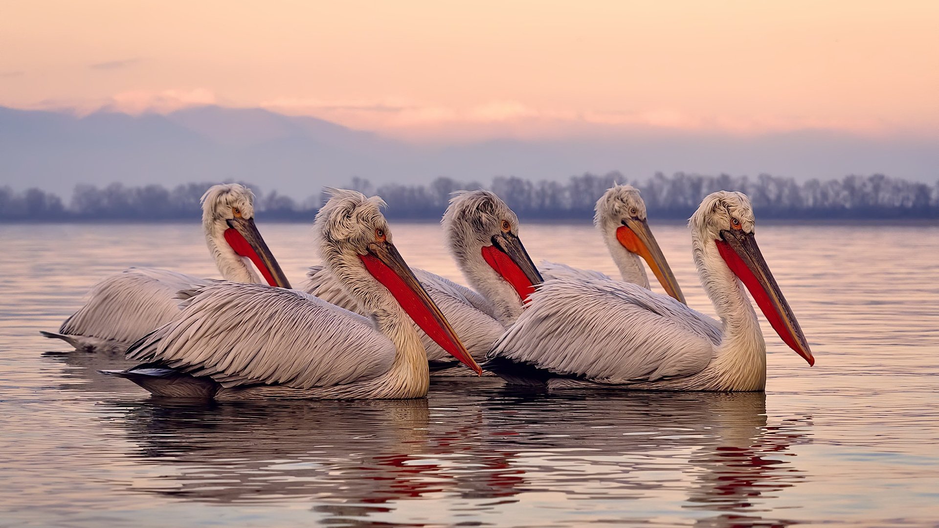 冲破北境铁幕，锡安临危受命，爵士关键战客场力克猛龙