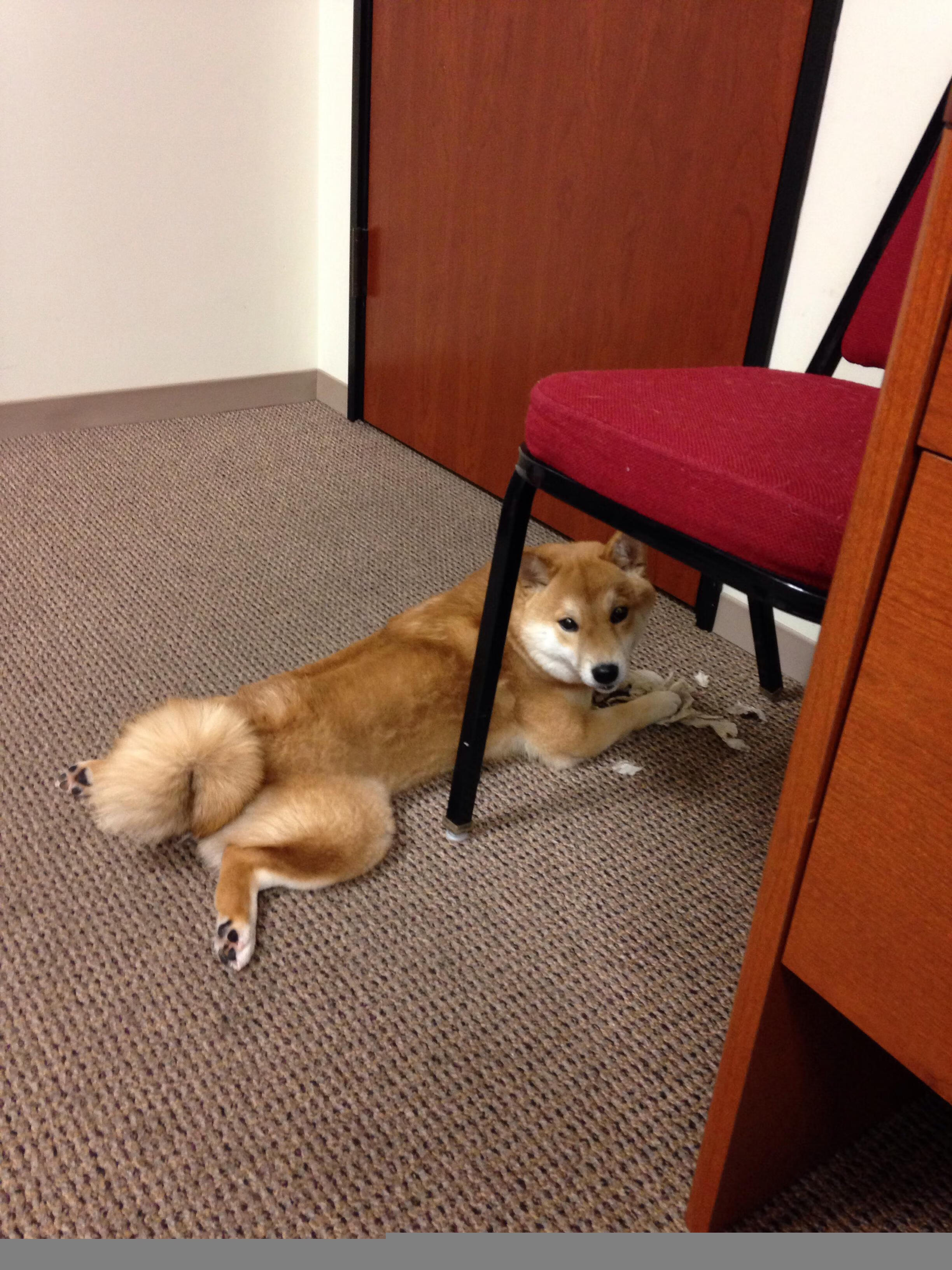 宿命反戈一击,莱万一剑封喉,切尔西险胜德国战车