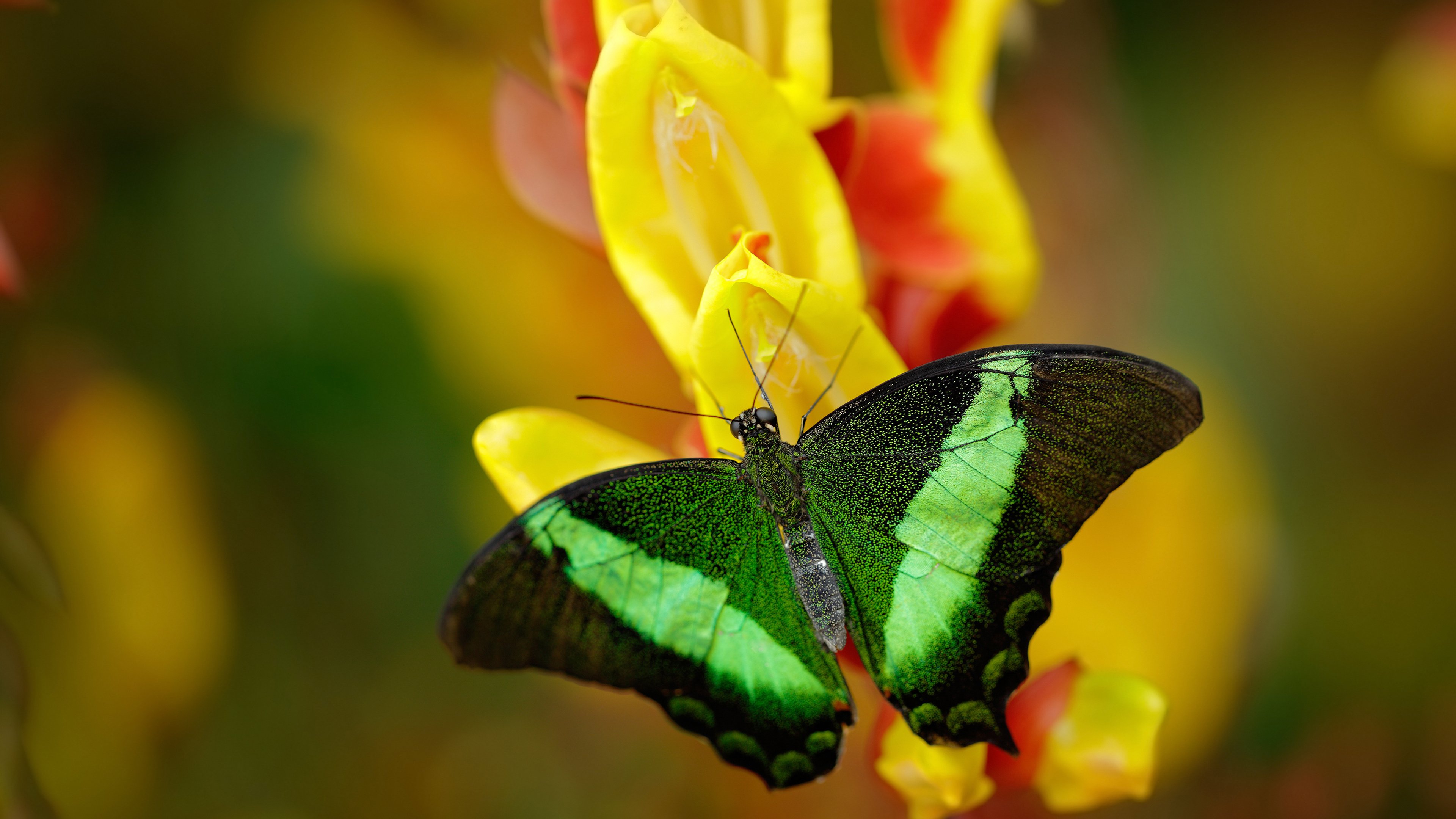 从斯堪的纳维亚到阿特拉斯，摩洛哥的足球利剑如何刺穿北欧防线，努涅斯化身关键先生