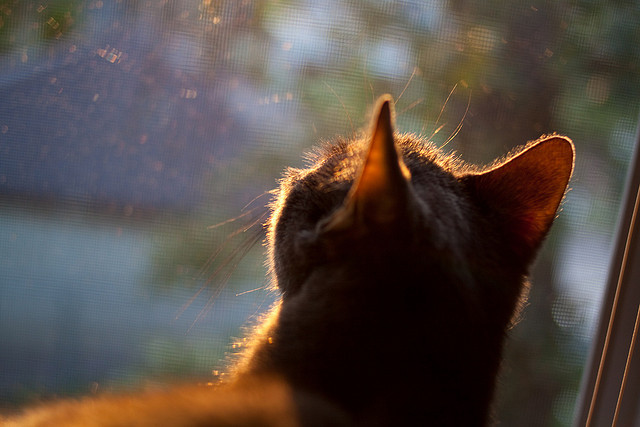 牙买加对阵墨西哥,当防守大师变身进攻利刃,谁将墨西哥防线撕成碎片?这是布雷默无可争议的国家队处子秀