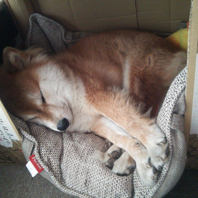 波斯铁骑的北欧风暴，当德国钥匙解开伊朗足球的封印