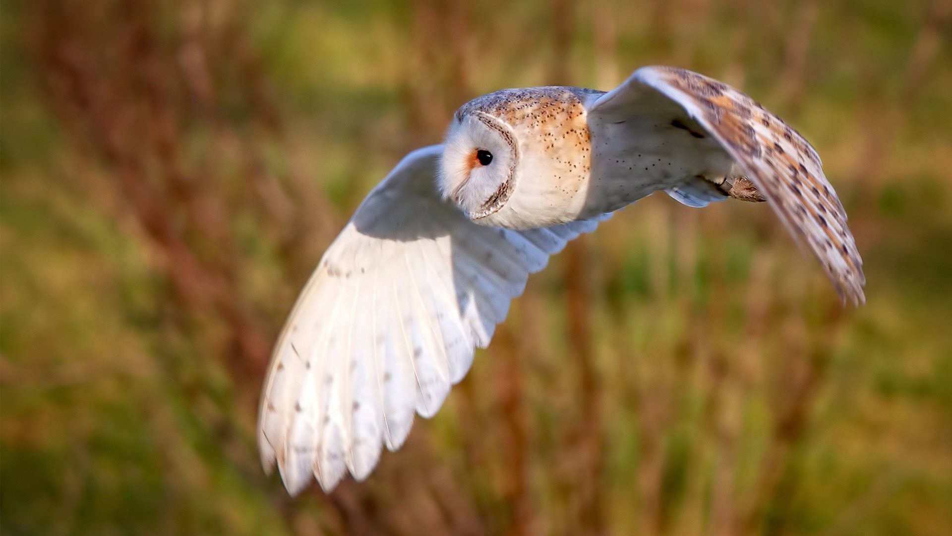 篮网围猎老鹰,武切维奇一柱擎天,定鼎全面压制