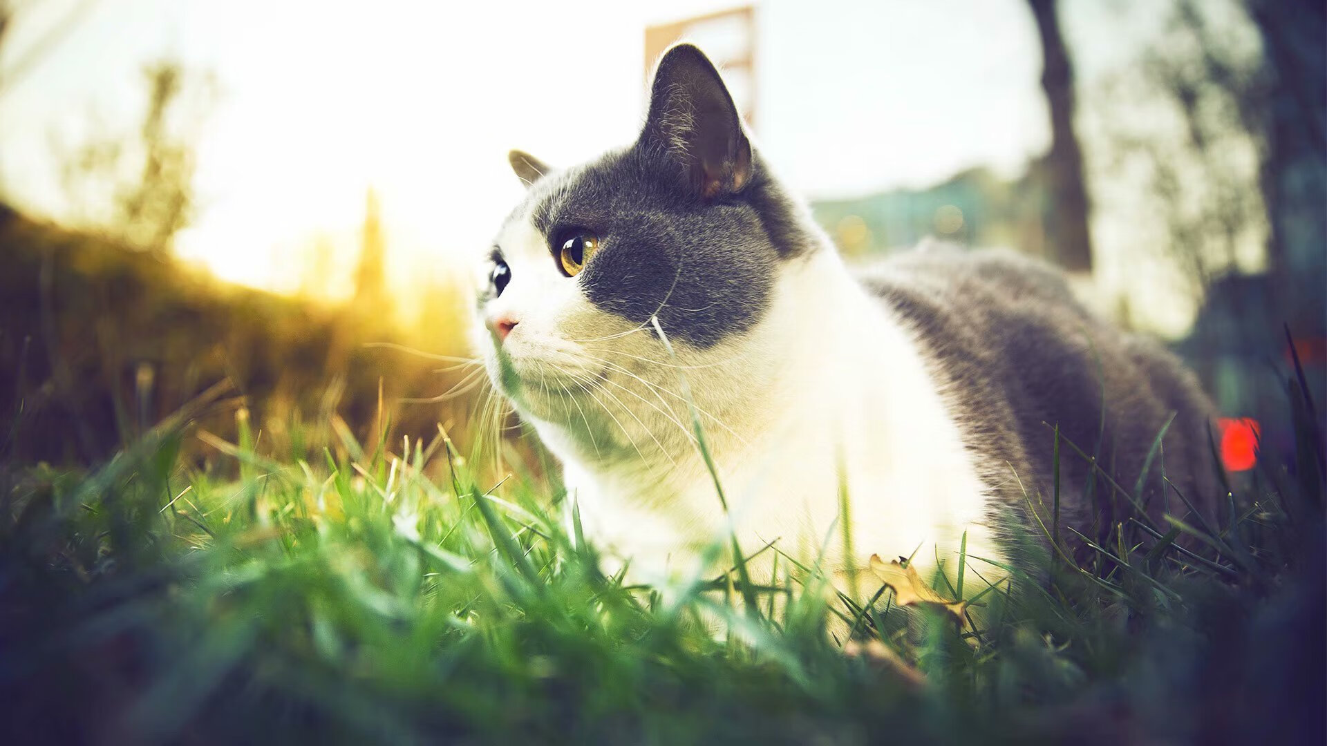 超级星期日，当曼城掀翻新西兰时，姆巴佩如何在F1赛道接管年度争冠