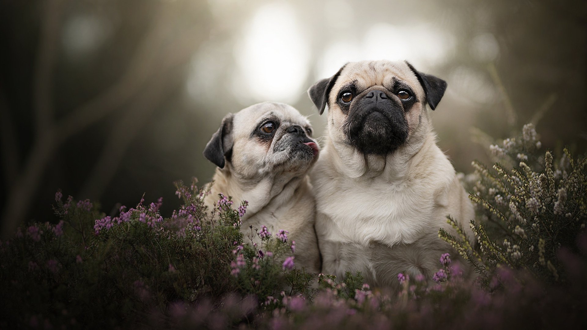 跨洲烽火，当洪都拉斯邂逅新西兰，三笘薰诠释何谓大场面先生