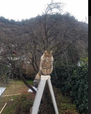 北欧巨兽撕裂三狮防线，哈兰德冠军级表现定义英摩之战