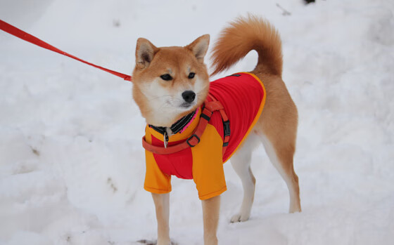 悬念终结者,秘鲁瑞士决战夜,若日尼奥一锤定音