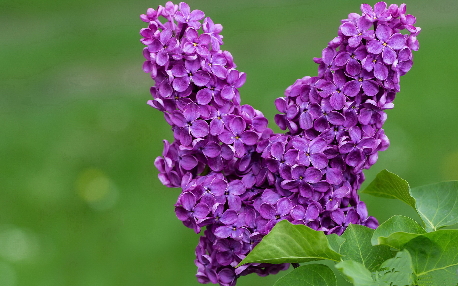 凤凰新生，太阳斩落湖人背后的王朝交替密码