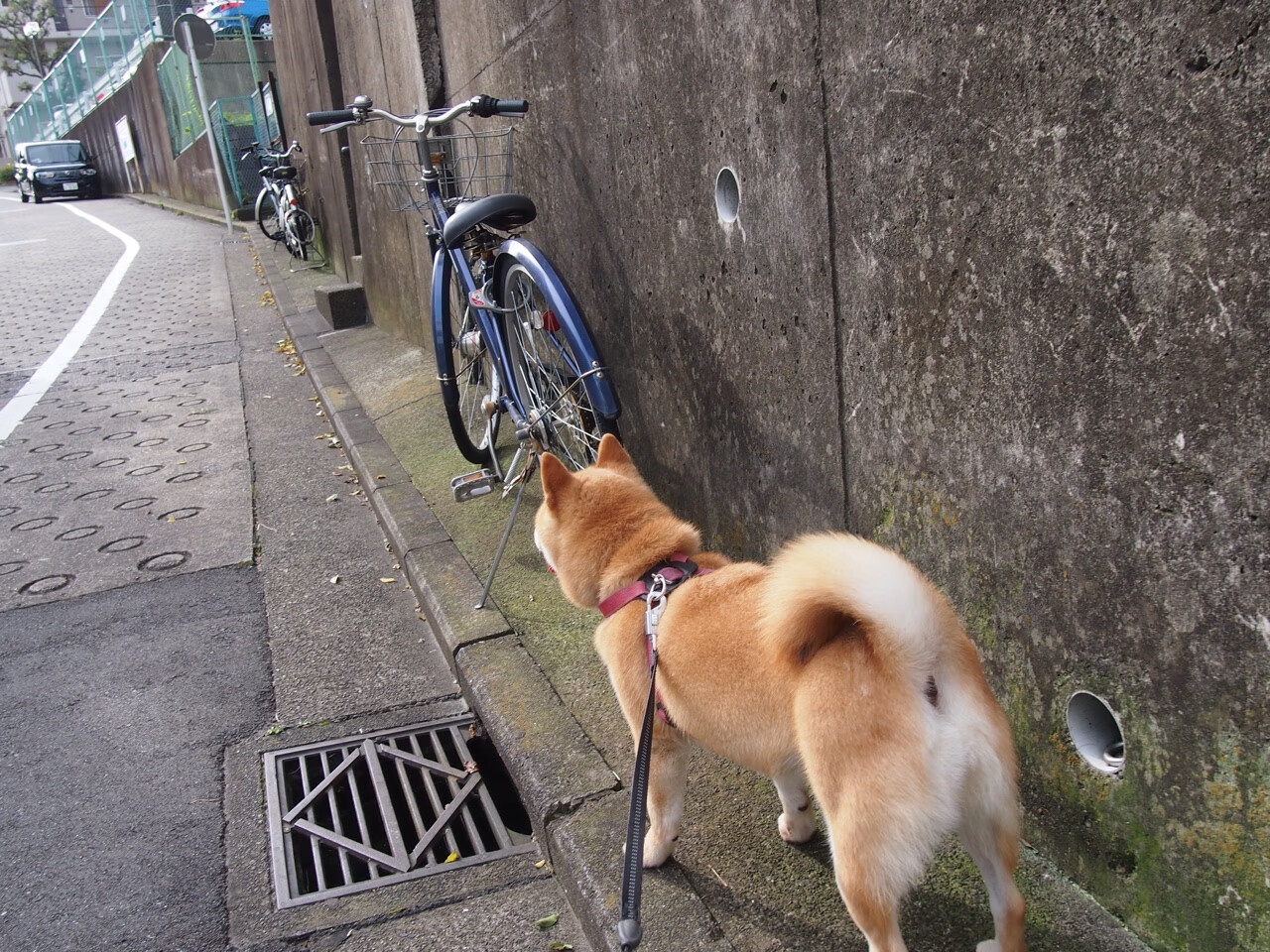 莫德里奇的最后一舞，当黄黑军团斩落东方巨龙