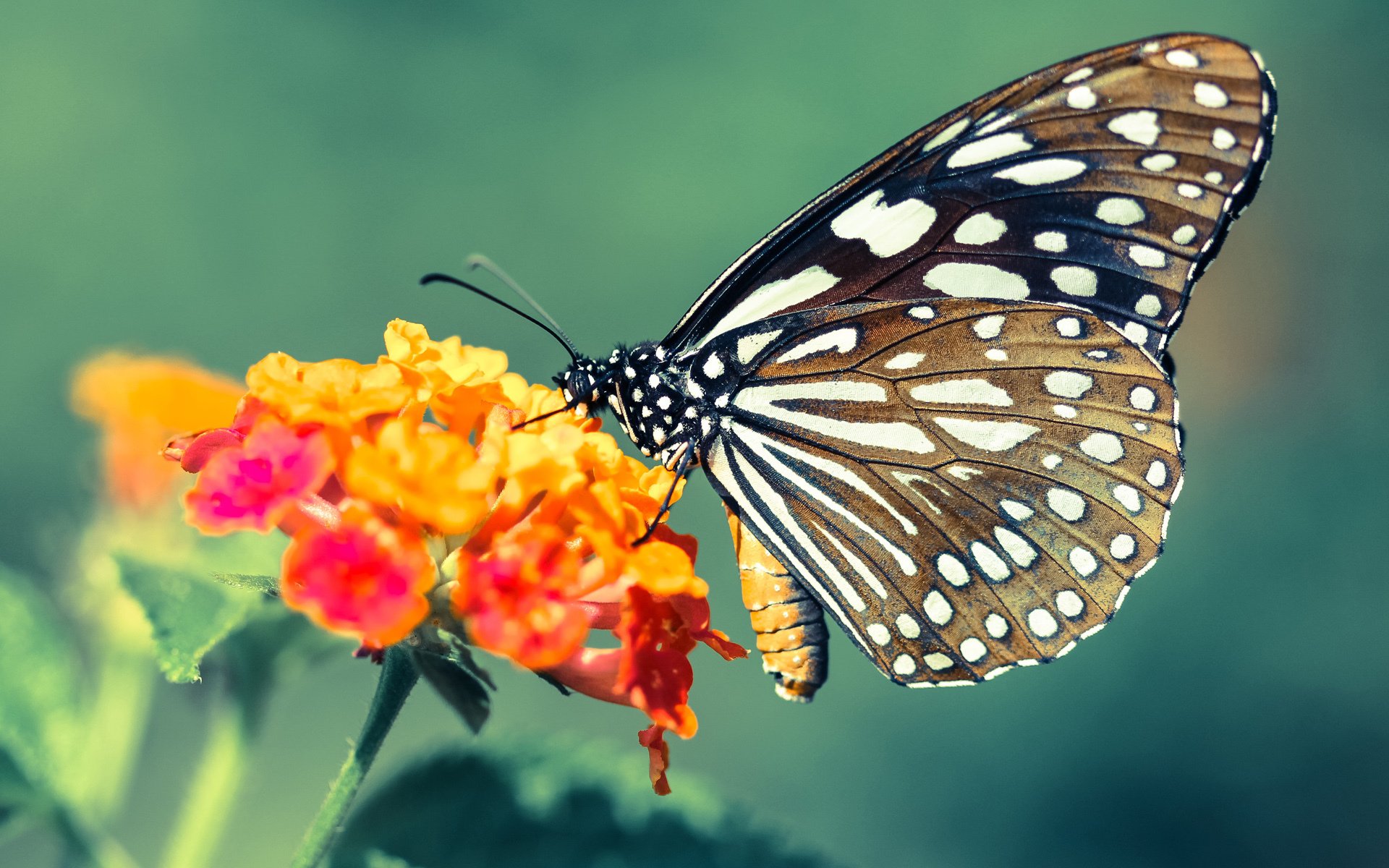 新星破晓,当恩佐的弧线刺穿黄黑之墙,莱比锡宣告新王当立