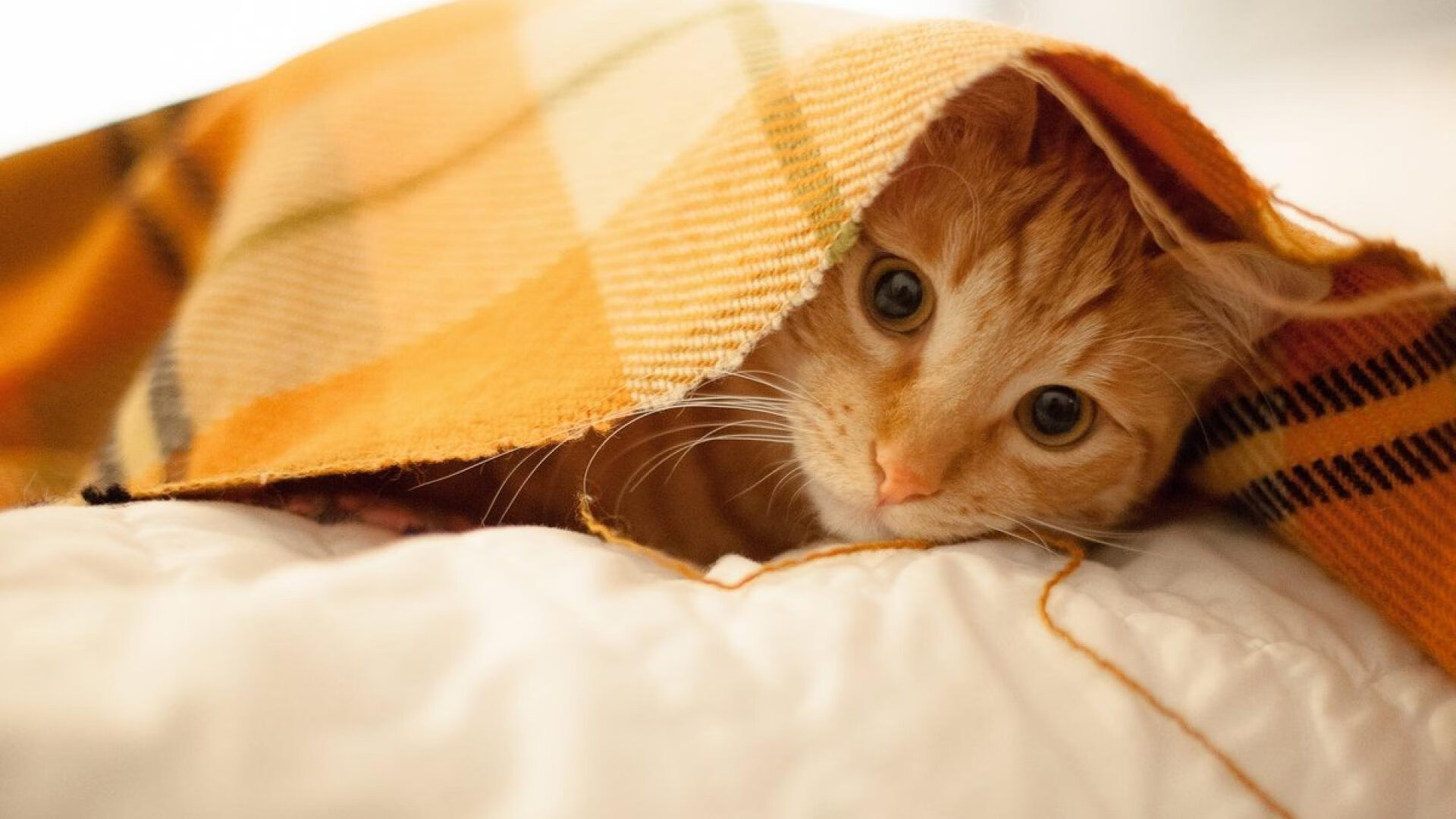 新星破晓,当恩佐的弧线刺穿黄黑之墙,莱比锡宣告新王当立