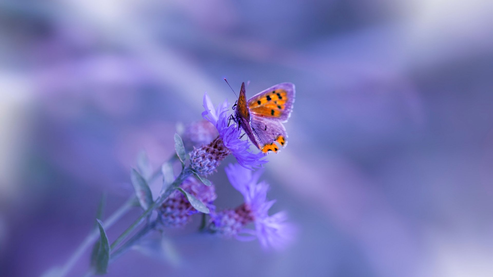 巴斯托尼摧毁荷兰防线,亚洲野性在黎明时苏醒