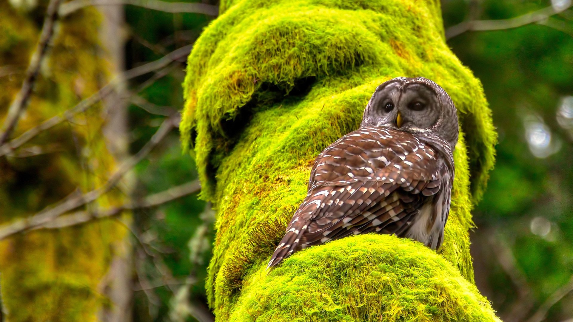 非洲雄鹰展翅!迪亚斯点燃进攻火焰,尼日利亚3-0横扫伊拉克