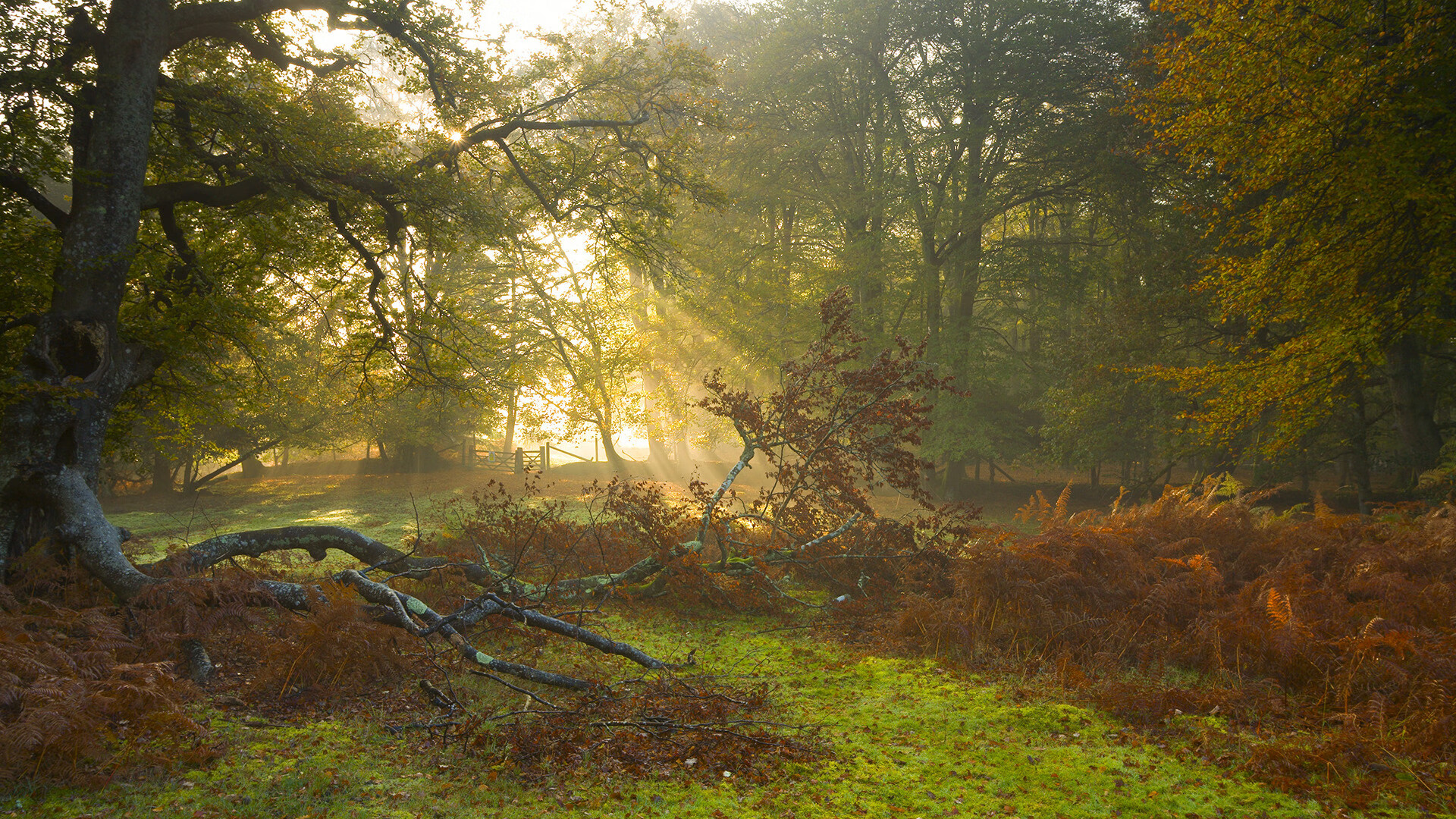 坎特，暗夜中的无声引擎，以节奏之名谱写非典型中场史诗