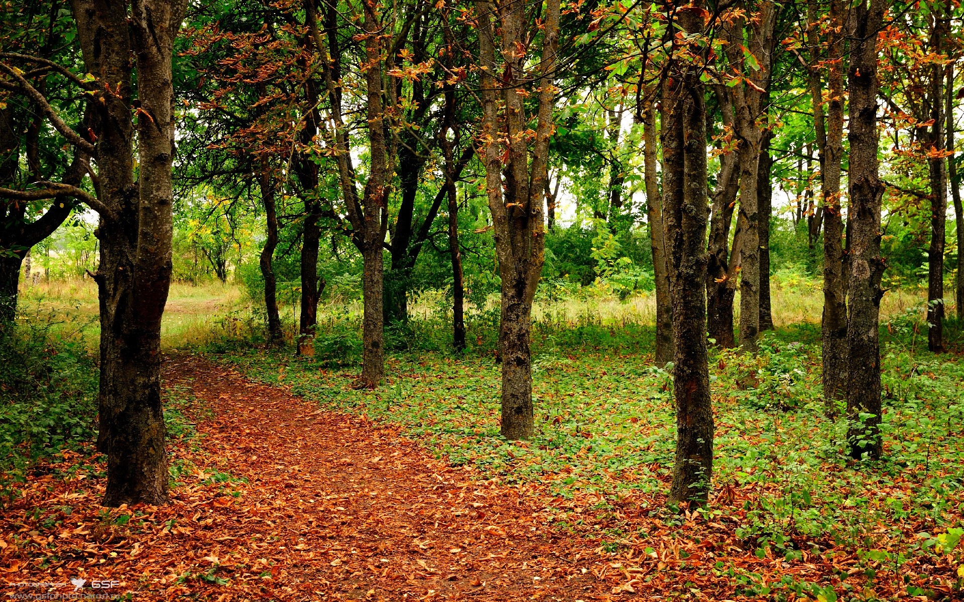 孤星闪耀,铁骑踏阵!迪马利亚魔翼撕碎防线,苏格兰雷霆之势碾压高原雄鹰