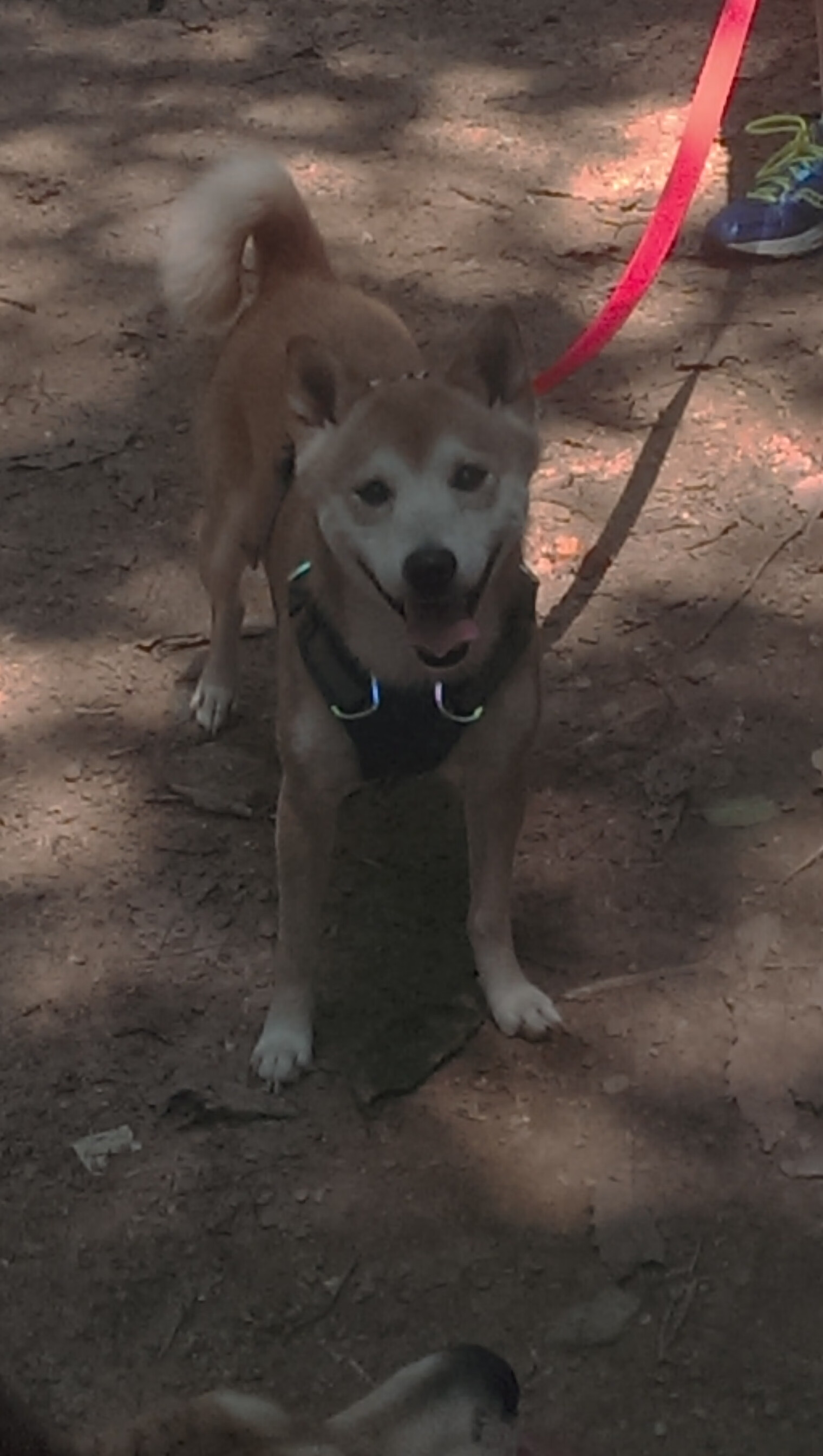 双城记,当英格兰单节的团队风暴,遇见厄德高接管的个人魔法