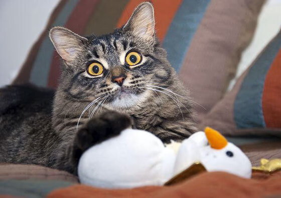 南美风暴席卷北欧，一场篮球场上的欧冠淘汰赛